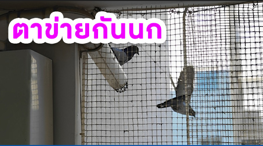ตัวช่วยในการป้องกันนกด้วยตาข่ายเหล็กสำหรับอาคารและรั้วตาข่าย