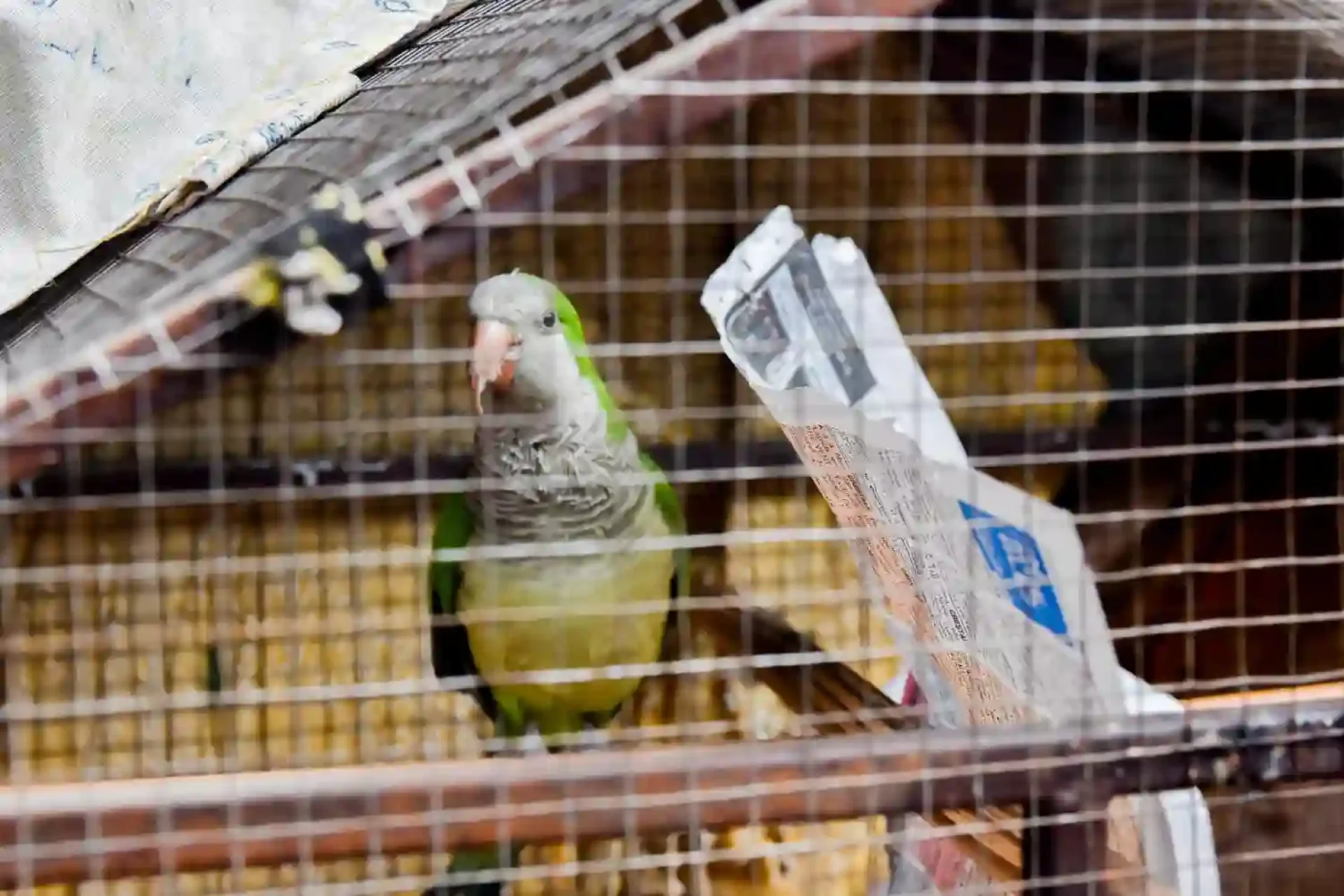 ตาข่ายกันนกดีไหม? ข้อดีข้อเสีย ที่ควรรู้ก่อนตัดสินใจ